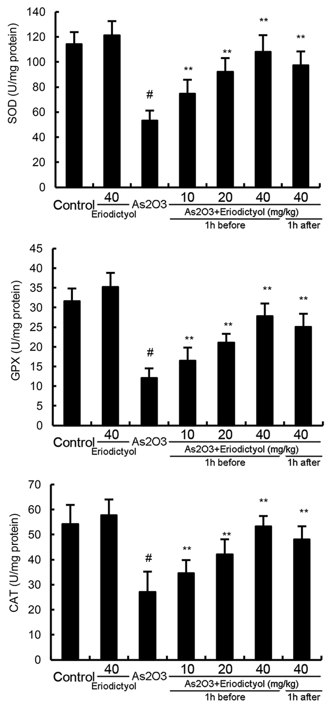 Effects of eriodictyol on As2O3-induced antioxidant enzymes SOD, GPX, and CAT activity.
