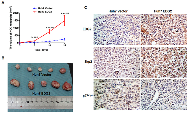 EDG2 over-expression accelerated HCC cell growth on nude mouse model.