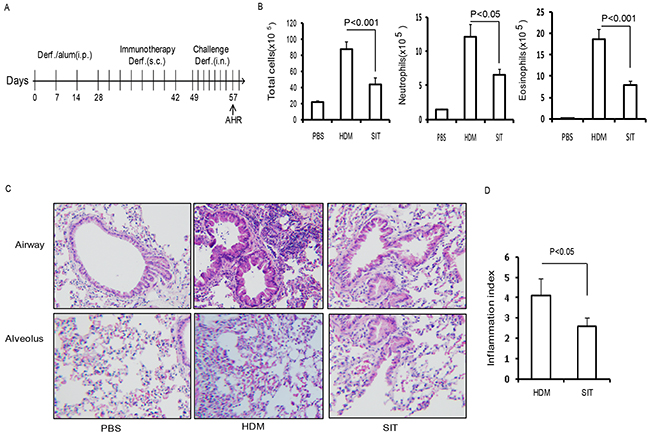 HDM-immunotherapy attenuates HDM-induced airway inflammation.