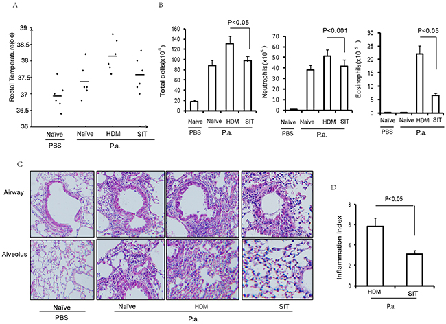 HDM-immunotherapy ameliorates pulmonary infection inflammation.