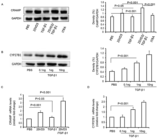 TGF-&#x03B2;1 increases CRAMP depending CYP27B1 in 16HBE cells.