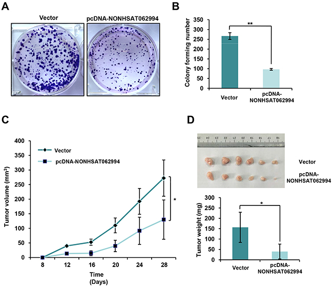 NONHSAT062994 overexpression impairs CRC cell proliferation in vitro and growth in vivo.