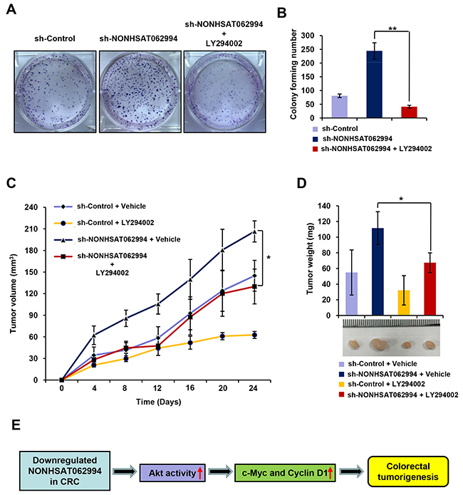 Akt signaling is indispensable for NONHSAT062994-mediated CRC cell proliferation and growth.