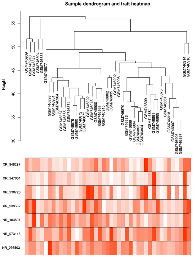 Dendrogram and trait heatmap of seven enrolled lncRNAs between IR and CR EOC patient groups.