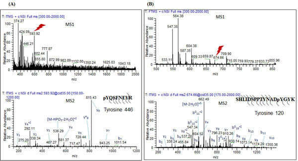 FYN and LYN kinases phosphorylate COX2 on two distinct residues in vitro.