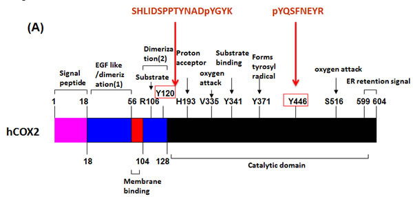 FYN and LYN phosphorylation sites on COX2, located on catalytic and dimerization domains respectively are evolutionary conserved in COX2 from different species, but are absent in the COX1 isoform.