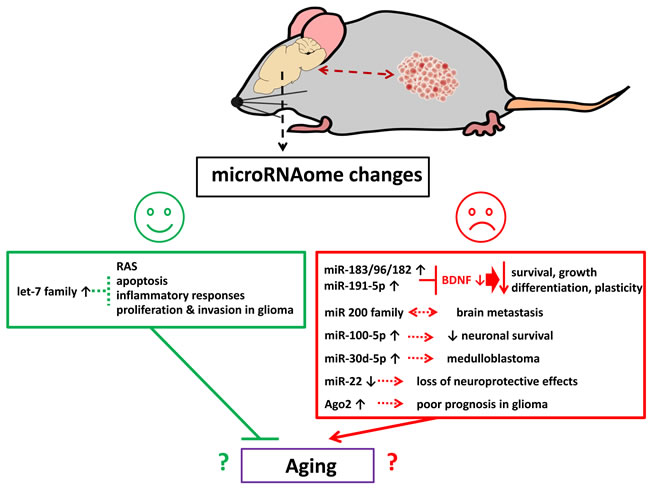 Schematic representation of possible biological effects of tumor brain and chemo brain-induced miRNAome changes in the brain.