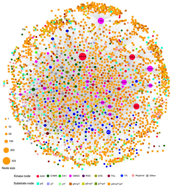 Kinase-substrate interaction network (KSIN).