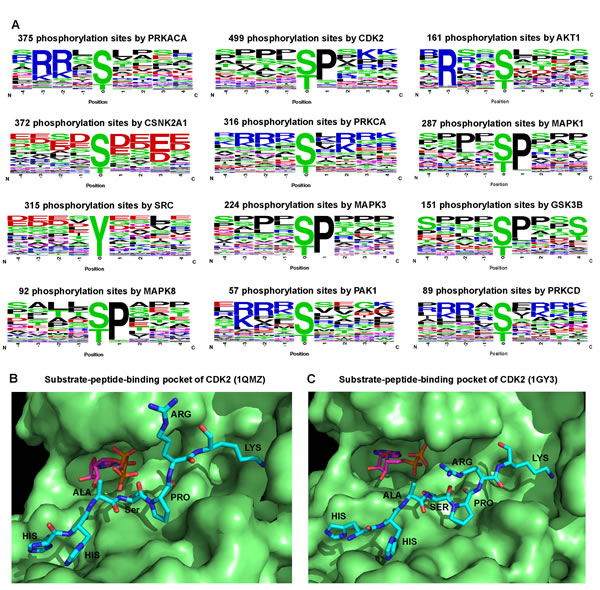 Sequence motif analysis of kinase phosphorylation sites.