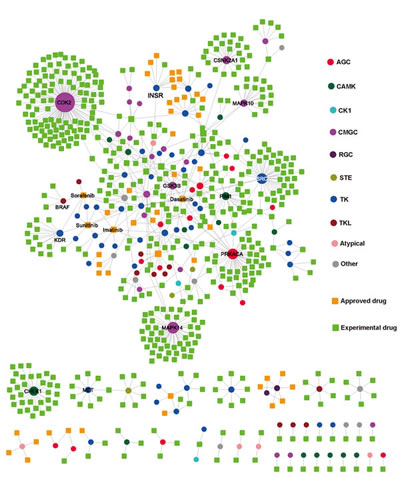 Kinase-drug interaction network.