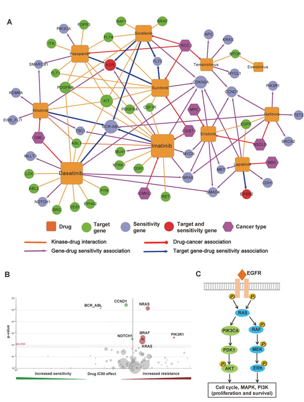 Network analysis of kinase inhibitor response.