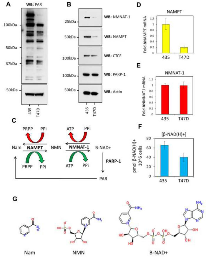 The &#x3b2;-NAD