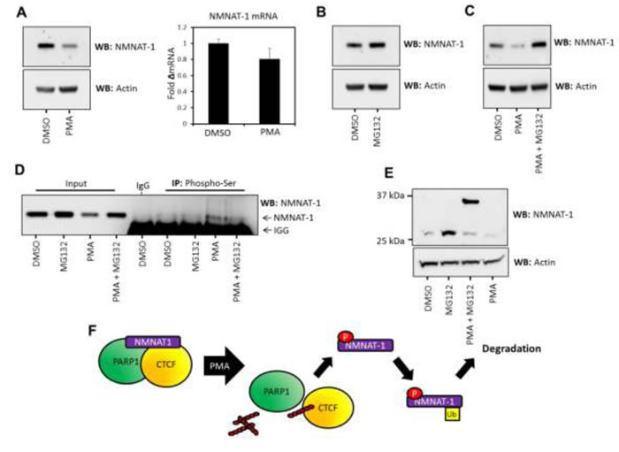 NMNAT-1 expression is regulated at the post-translational level in T47D cells.