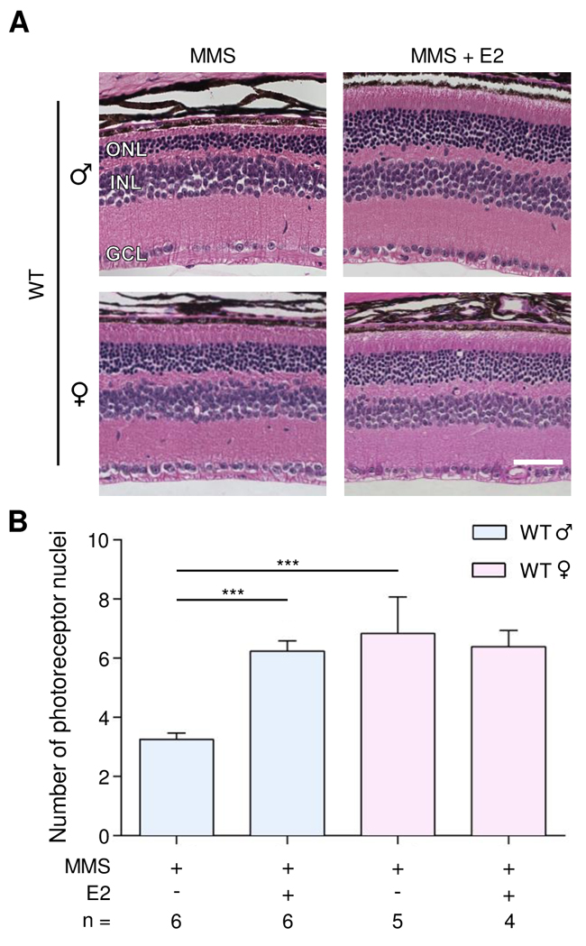 Estradiol protects WT male mice from MMS-induced retinal degeneration.