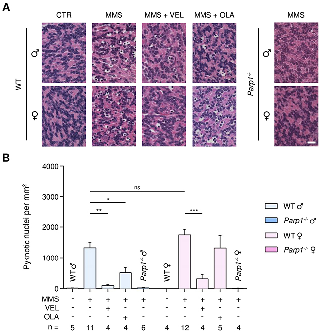 Treatment with PARP inhibitors protects WT mice against AAG-dependent MMS-induced cerebellar degeneration.