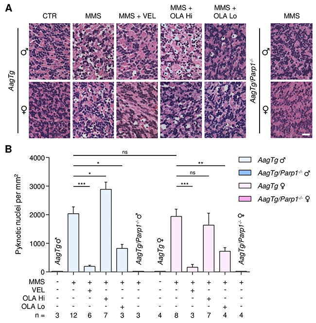 Treatment with PARP inhibitors protects AagTg mice against AAG-dependent MMS-induced cerebellar degeneration.