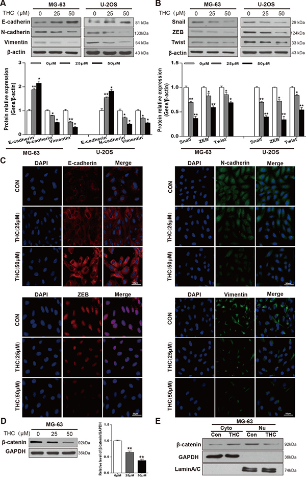 THC increases E-cadherin and induces MET in OS cell lines.