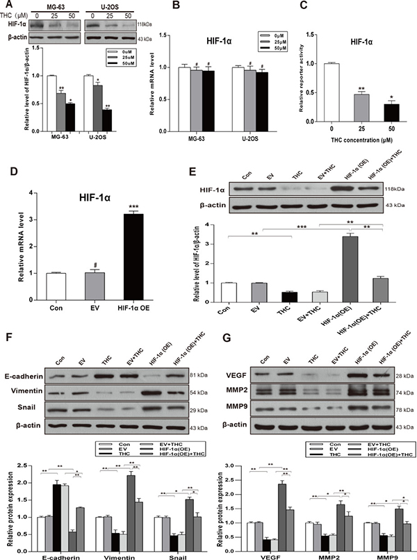 THC facilitates MET process by downregulating the expression of HIF-1&#x03B1; and inhibits HIF-1&#x03B1;-mediated VEGF and MMPs.