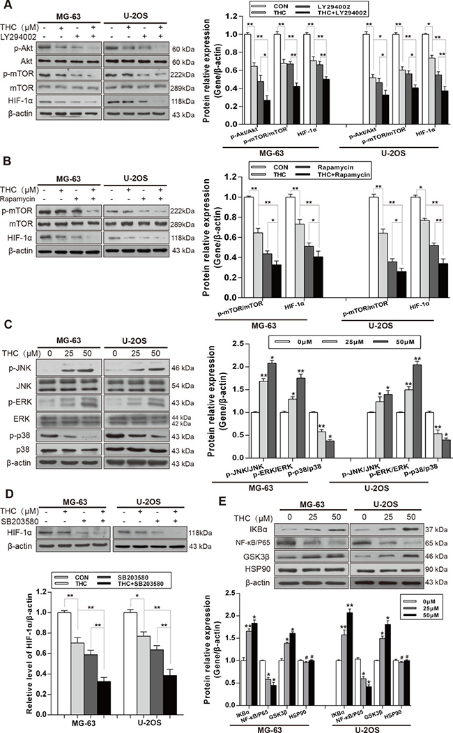 THC downregulates the expression of HIF-1&#x03B1; by suppressing Akt/mTOR and p38 MAPK signaling pathways.