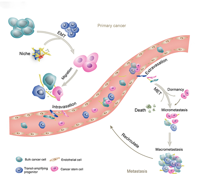 The schematic of CSCs and metastasis.