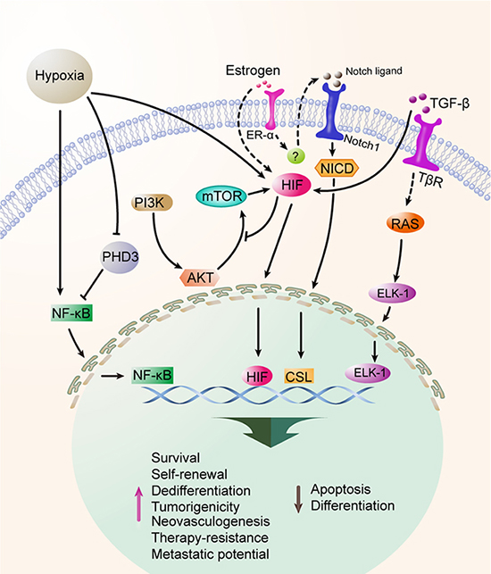 Hypoxia maintians and enriches CSCs.