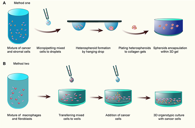 The organotypic culture models.