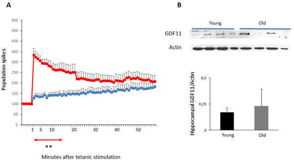 LTP and hippocampal GDF11 protein expression in young vs old mice.