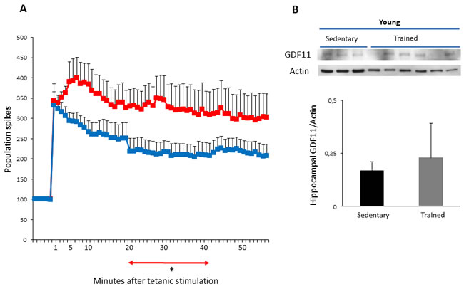 LTP and GDF11 protein expression in hippocampi of sedentary vs trained young mice.