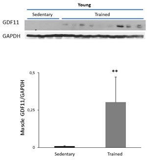 GDF11 expression in skeletal muscle extracts from sedentary vs trained young mice.