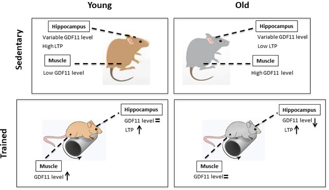 GDF11 expression levels and modulation of synaptic plasticity by age and training