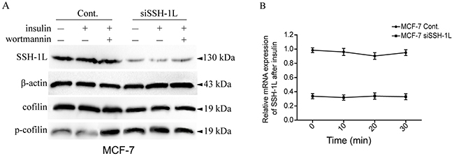 Insulin induce SSH-1L activation and cofilin dephosphorylation without altering the expression of SSH-1L in a PI3K-dependent manner.