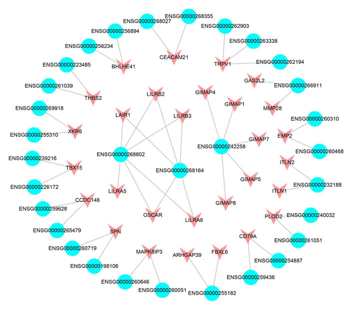 The cis-acting subnet of SCNA lncRNAs.