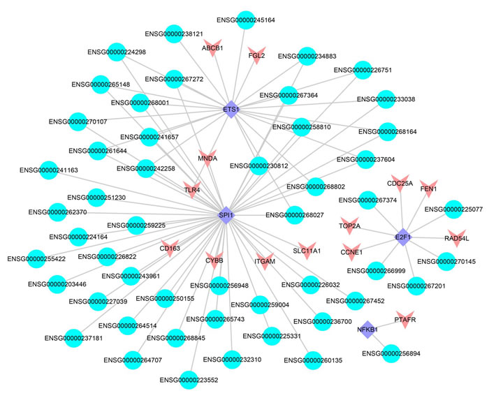 The lncRNA-TF-PCG network.