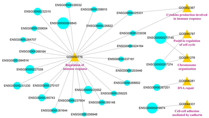 The visualization of the lncRNA-function network.