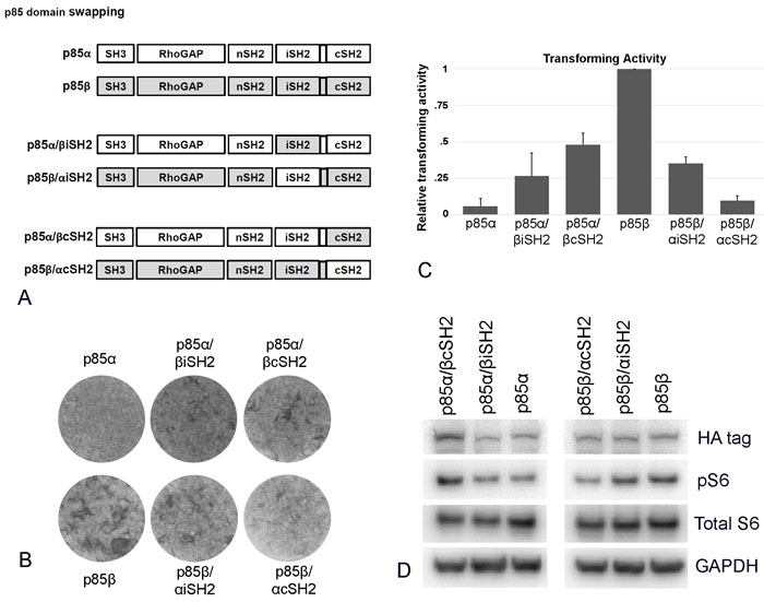 Exchanging cSH2 and iSH2 domains between p85&#x3b1; and p85&#x3b2;.