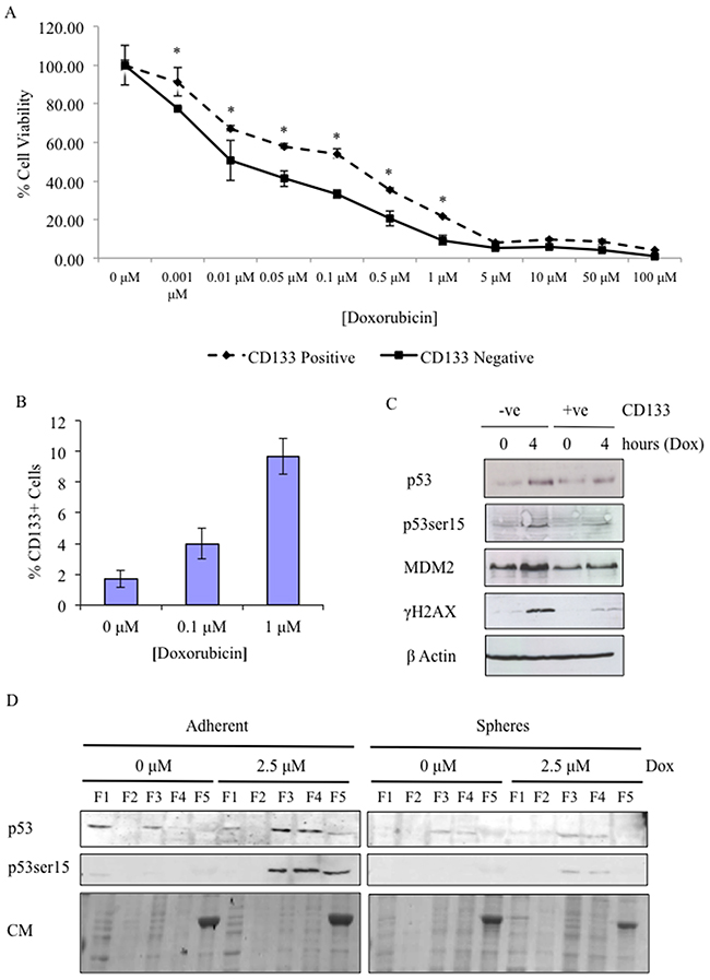 Doxorubicin treatment enriches CSCs subpopulation and highlights that in CSCs p53 activity is attenuated and aberrantly localised within the cell.