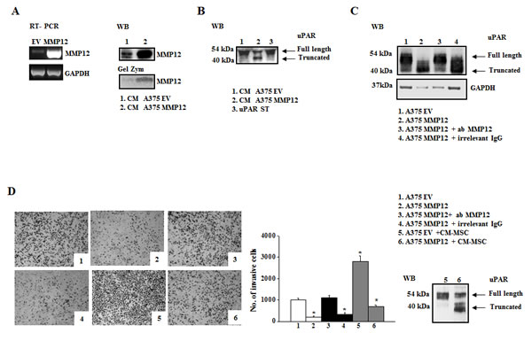 MMP12 inhibits uPAR-dependent invasion of A375 melanoma cells.