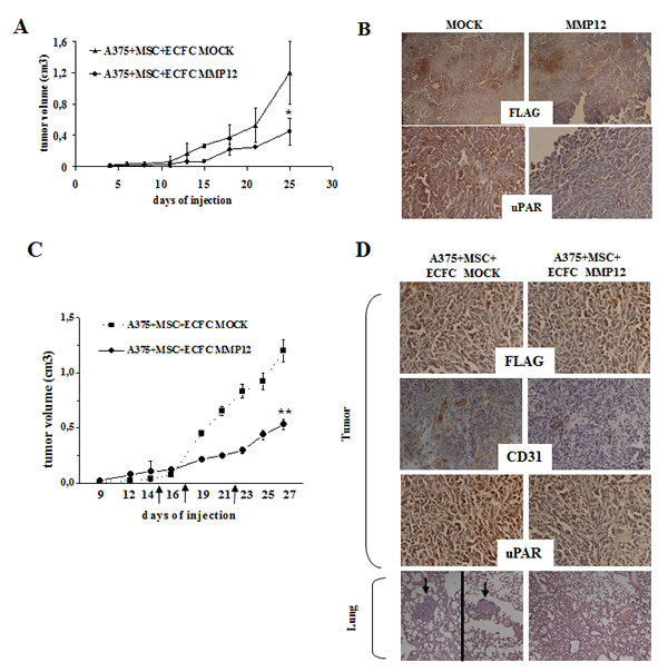 The in vivo effect of MMP12-engineered ECFC on tumor growth and metastasis.