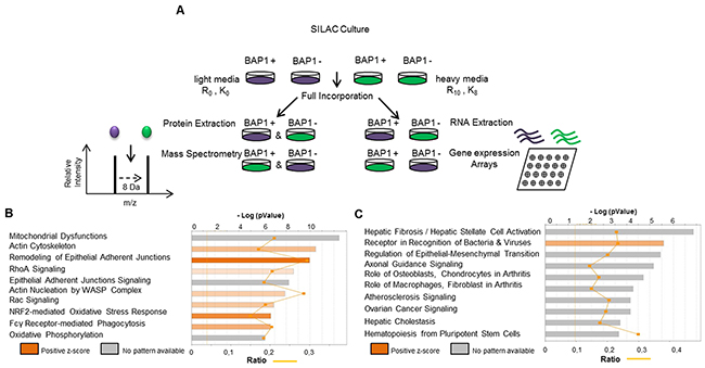 SILAC-based proteomics approach (SILAC/MS) reveals two major signatures associated with BAP1 expression.