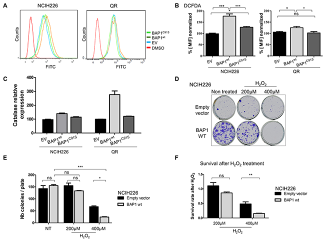 BAP1 deubiquitinase activity is associated with increased intra-cellular ROS level and sensitivity to oxidative stress.