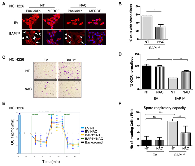 BAP1-related increased ROS level is involved in both morphological and metabolic changes in NCI-H226 cell line.