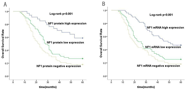 Kaplan&#x2013;Meier analysis for overall survival (OS) of gastric cancer patients according to the NF1 protein and mRNA expression.
