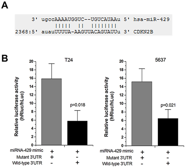 Hsa-miR-429 mimic reduced the luciferase activities.