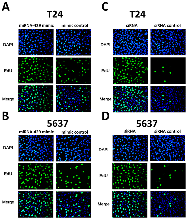 The effects of CDKN2B siRNA /hsa-miR-429 mimic on cell proliferation determined by EdU assay.