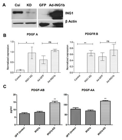 ING1 affects the PDGF/PDGFR pathway (A) Representative western blot image showing levels of ING1 protein upon knockdown using siRNA and overexpression using an adenoviral construct encoding GFP and ING1 under separate promoters.