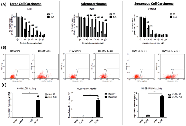 ALDH1 activity is increased in cisplatin resistant NSCLC cells.