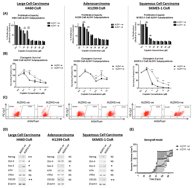 ALDH1-positive cells are resistant to cisplatin and exhibit distinct cancer stem cell properties.