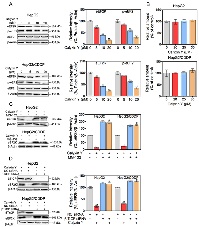 Calyxin Y decreases the expression of eEF2K though promoting SCF &beta;TrCP-mediated protein degradation in human HCC cells.