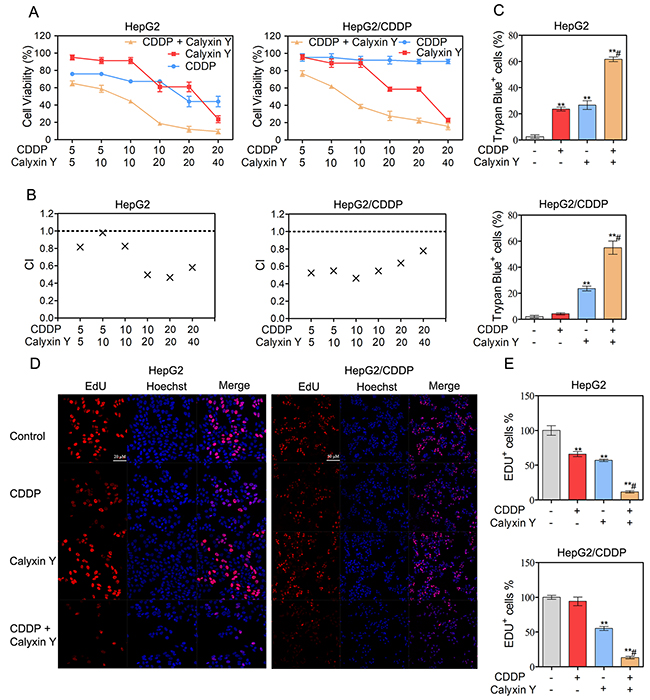 Calyxin Y and CDDP induce a synergistic cytotoxic effect in human HCC cells.