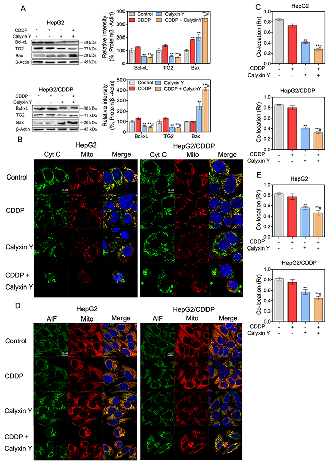 The combination of calyxin Y and CDDP induces mitochondrial dysfunction in human HCC cells.